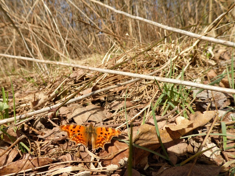 Polygonia c album